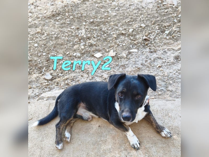 Terry2, geb. 11/2016 (ESP) Verschmuster und Sozialer Rüde seucht seine Menschen