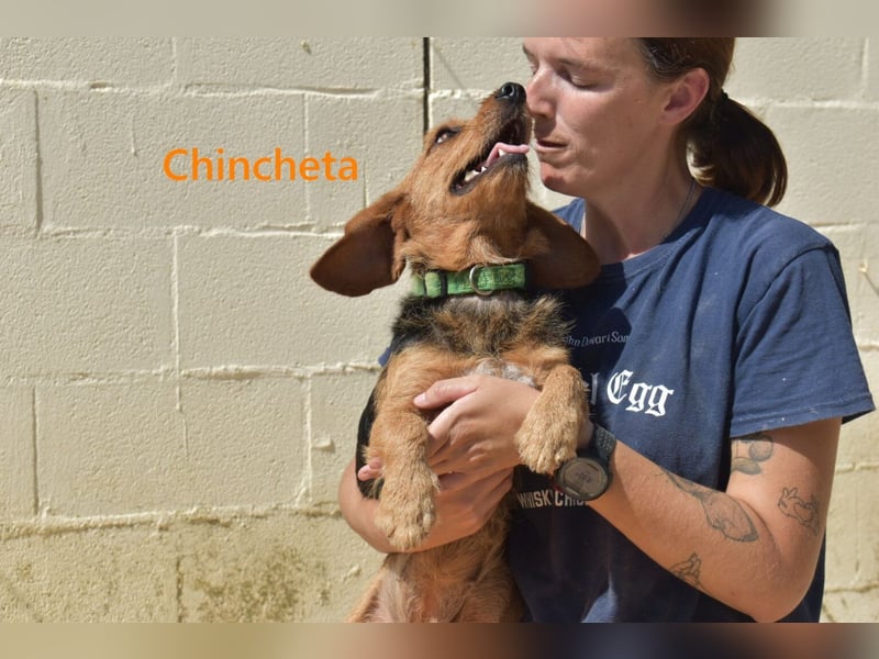 Chincheta geb. 09/2023 (ESP) Verschmuste und Menschenbezogene Hundedame sucht ihr Glück