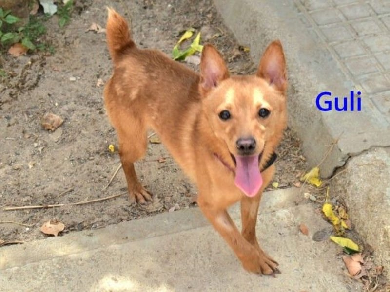 Guli geb. 07/2022 (ESP) - ein Sonne-im-Herzen Hund verdient sein Happy End!