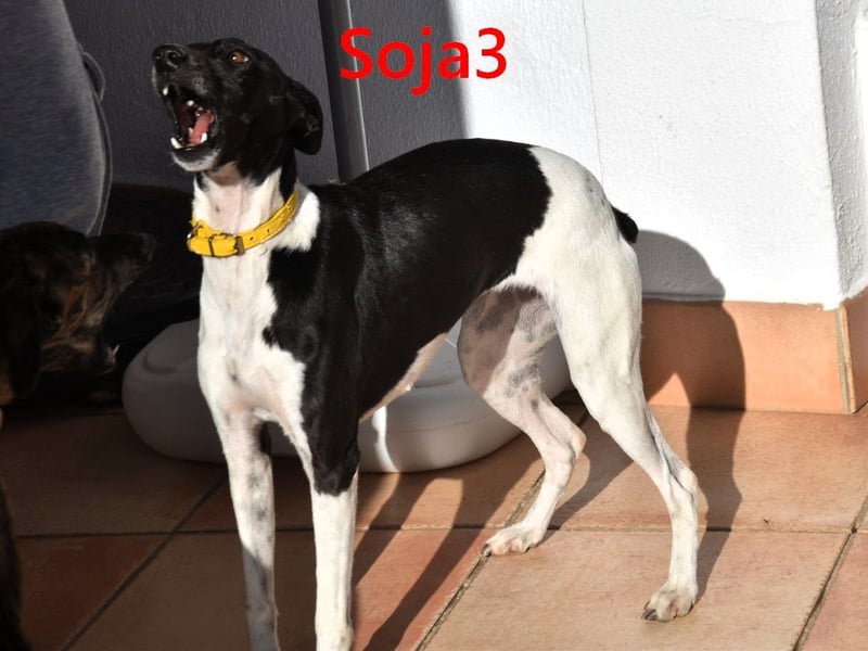 Soja3 geb. 06/2024 (ESP) - verschmuste und menschenbezogene kleine Hündin!