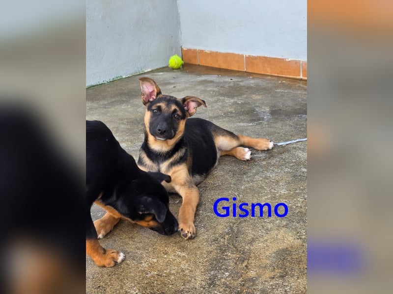 Gismo geb. 01/2026 (ESP) - charmanter, unverdorbener Welpe sucht sein Körbchen!