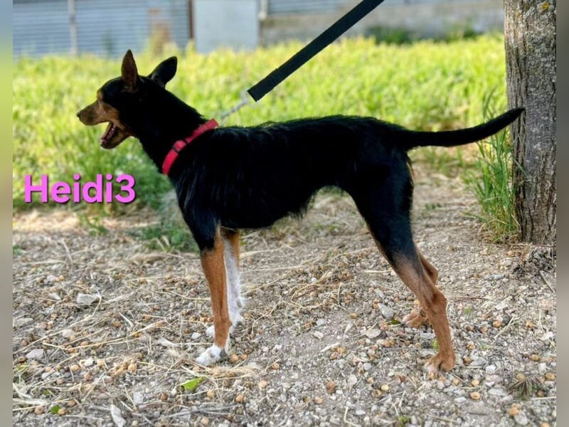Heidi3 geb. 01/2025 (ESP) - kleine, fröhliche Hundedame sucht ihr Körbchen!