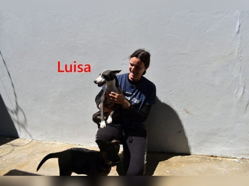 Luisa geb. 02/2023 (ESP) - verschmuste, wunderschöne Traumhündin!