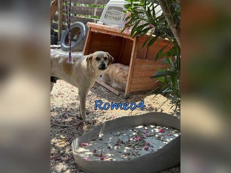Romeo4 08/2022 (GRC) - schüchterner Schatz sucht Menschen mit Herz!