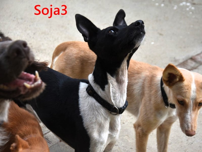 Soja3 geb. 06/2024 (ESP) - verschmuste und menschenbezogene kleine Hündin!