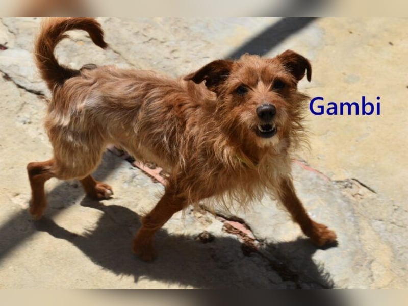 Gambi geb. 06/2023 (ESP) - unkomplizierter, freundlicher Hundemann!