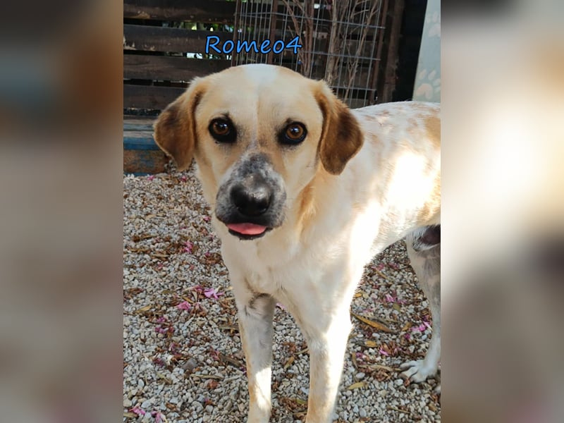 Romeo4 08/2022 (GRC) - schüchterner Schatz sucht Menschen mit Herz!