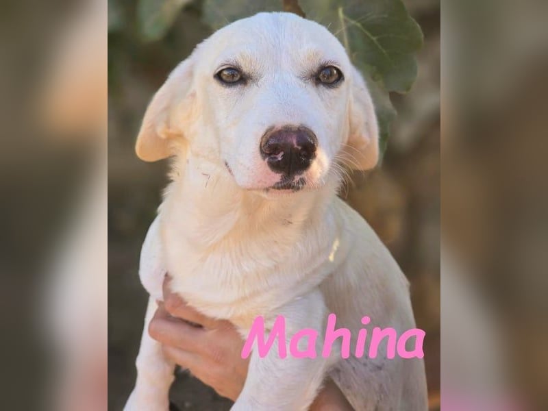 Mahina 01/2025 (ESP) - anhängliches und freundliches, süßes kleines Mädchen!