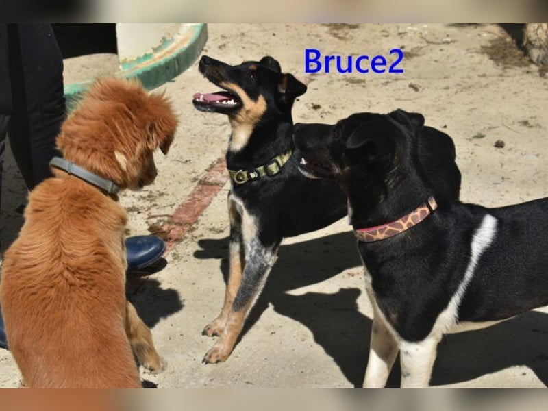 Bruce2 geb. 07.2025 (ESP) - freundlicher und verspielter Junghund sucht sein Zuhause!