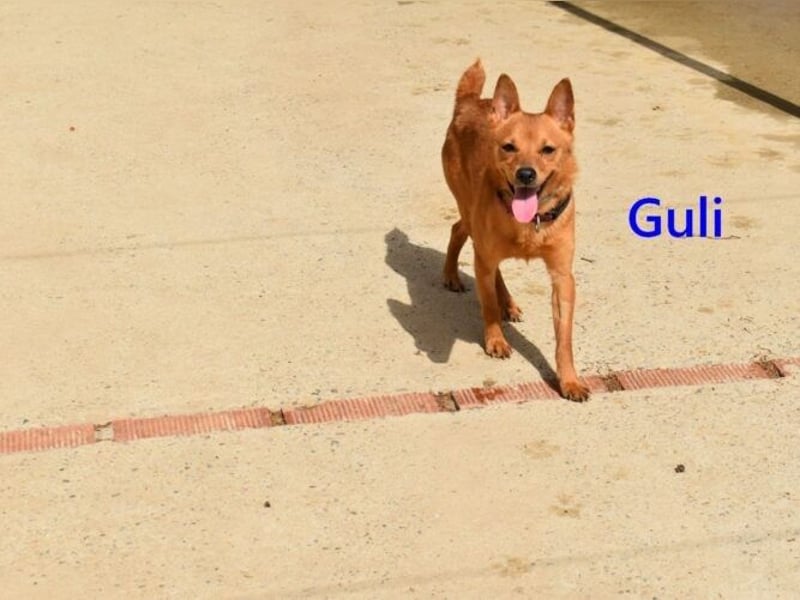 Guli geb. 07/2022 (ESP) - ein Sonne-im-Herzen Hund verdient sein Happy End!