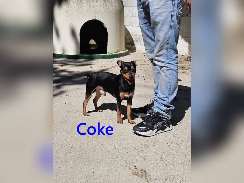 Coke geb. 12/2024 (ESP) - verschmuster und menschenbezogener Junghund!