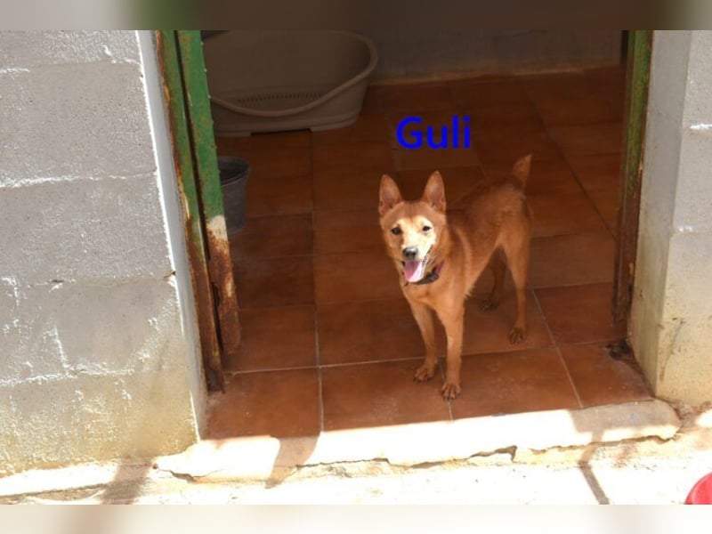 Guli geb. 07/2022 (ESP) - ein Sonne-im-Herzen Hund verdient sein Happy End!