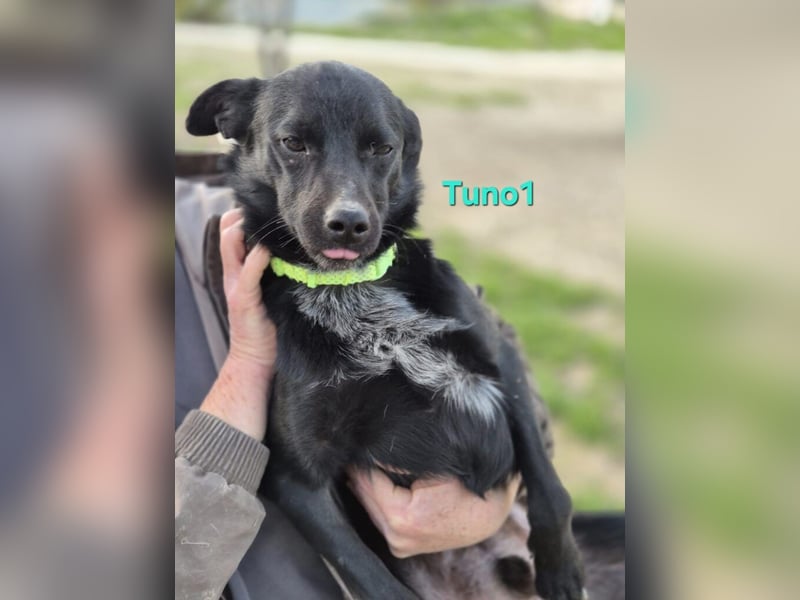 Tuno1 geb. 06/2025 (ESP) - fröhlicher und sanfter Junghund!