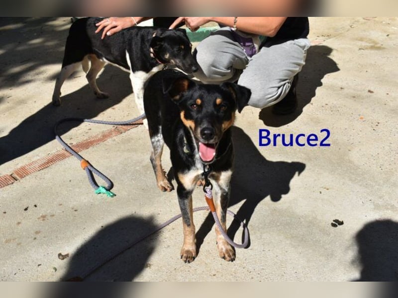 Bruce2 geb. 07/2025 (ESP) - freundlicher Hundejunge sucht sein Zuhause!