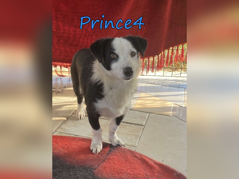 Prince4 geb. 03/2025 (GRC) - schüchterner, kleiner Sonnenschein sucht ein Für-immer-Zuhause!