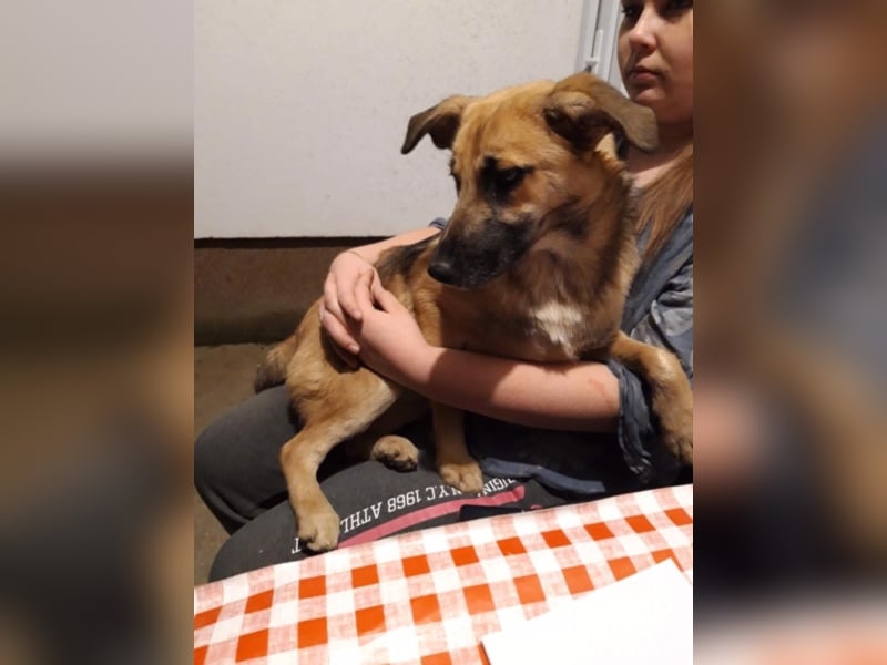 Mittelgrosse, liebe Hündin 7 Monate 