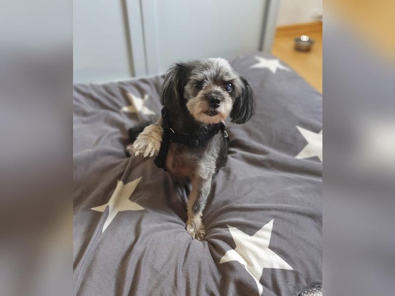 Nana - kleine brave Hündin sucht Für-immer-Zuhause