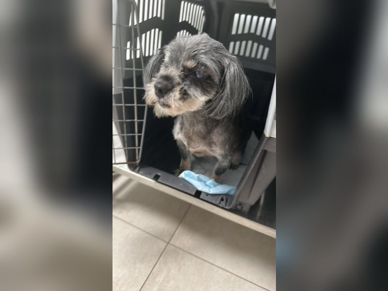 Nana - kleine brave Hündin sucht Für-immer-Zuhause