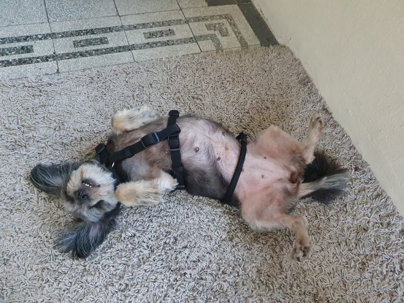 Nana - kleine brave Hündin sucht Für-immer-Zuhause