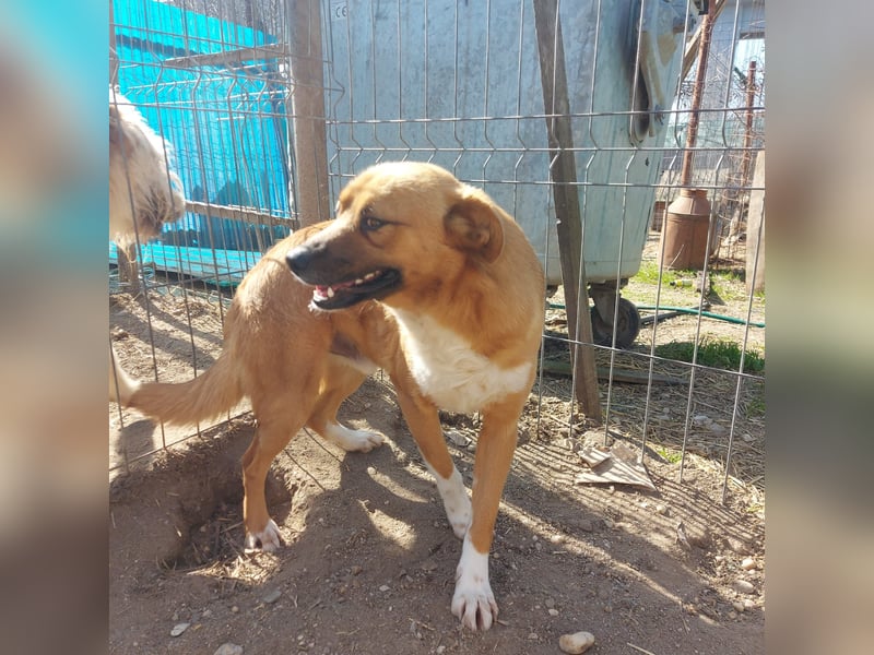 Dylan - kleiner Sonnenschein