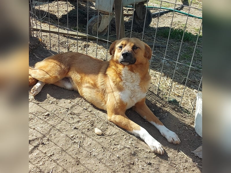 Dylan - kleiner Sonnenschein