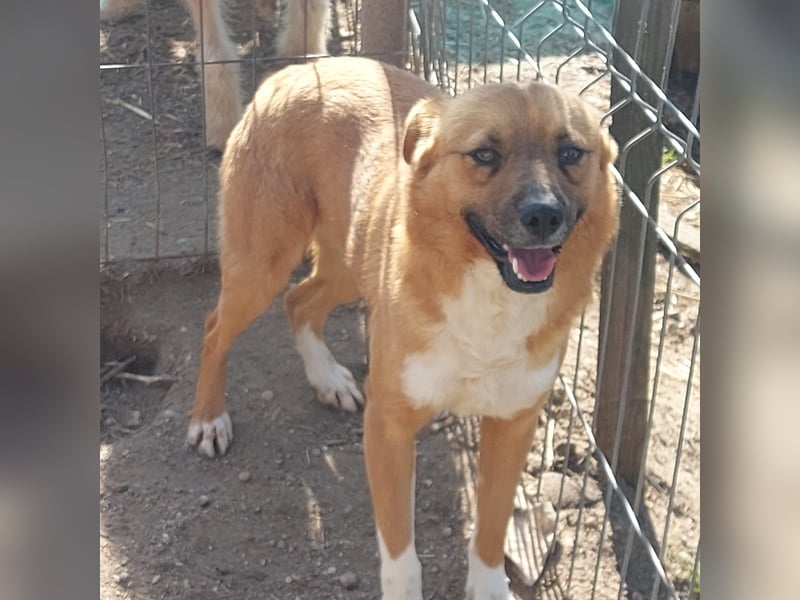 Dylan - kleiner Sonnenschein