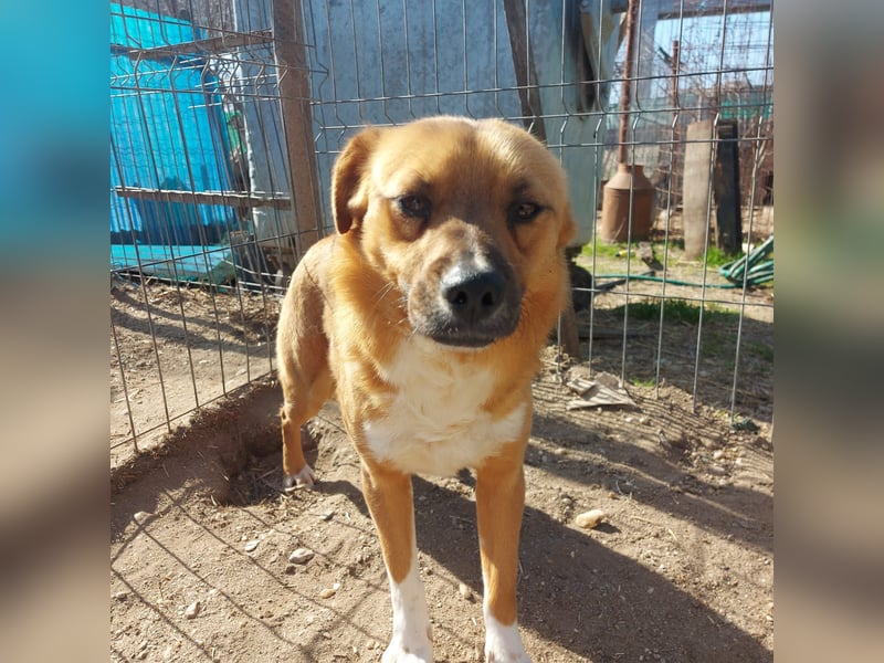 Dylan - kleiner Sonnenschein