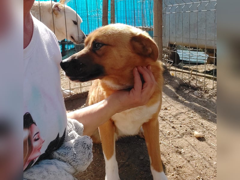 Dylan - kleiner Sonnenschein