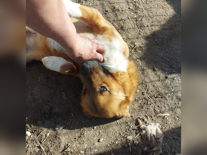 Dylan - kleiner Sonnenschein