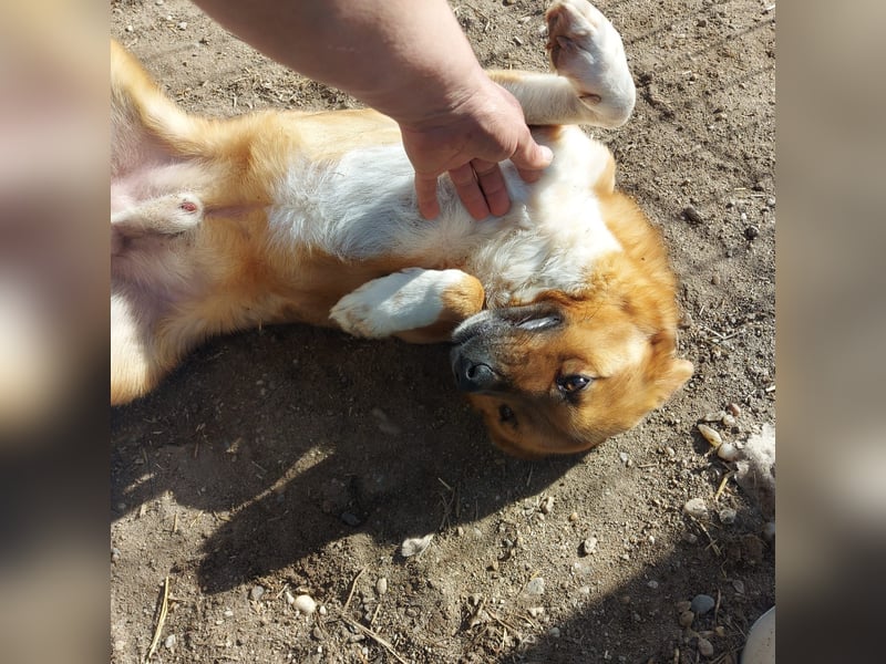 Dylan - kleiner Sonnenschein