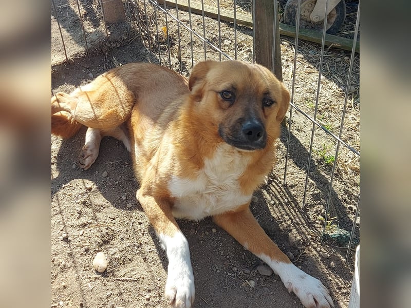 Dylan - kleiner Sonnenschein