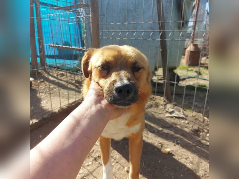 Dylan - kleiner Sonnenschein