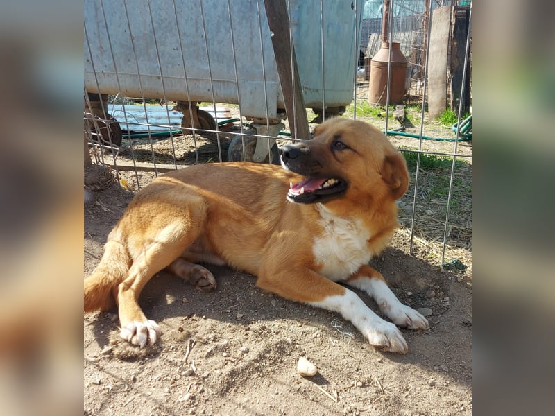 Dylan - kleiner Sonnenschein