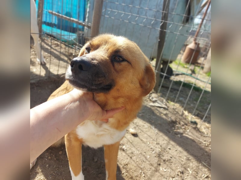 Dylan - kleiner Sonnenschein