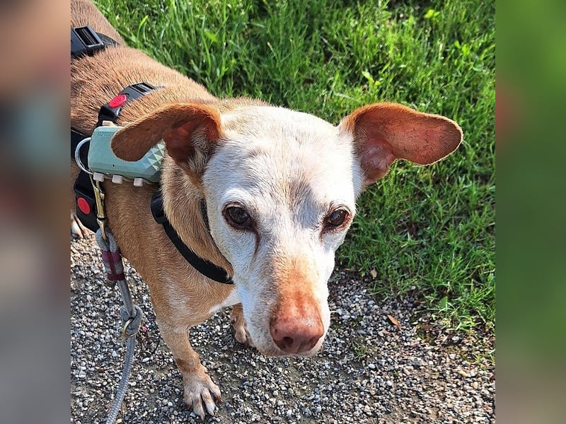 Josh lieber kleiner Schatz