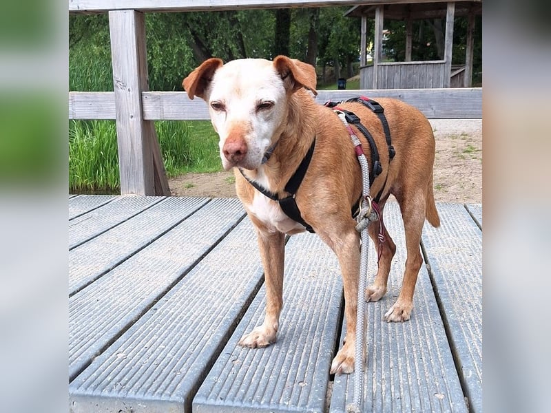 Josh lieber kleiner Schatz