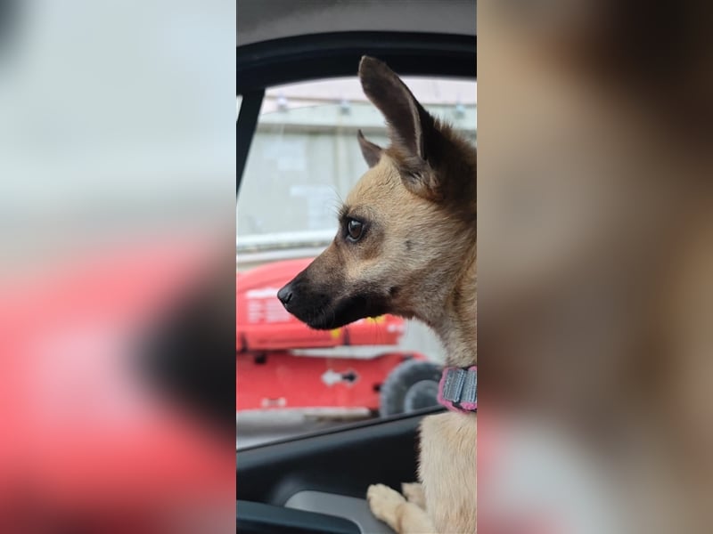 Unsere kleine Maus Carry