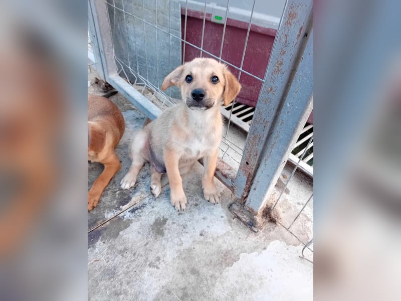 Unser schöner TIBOR