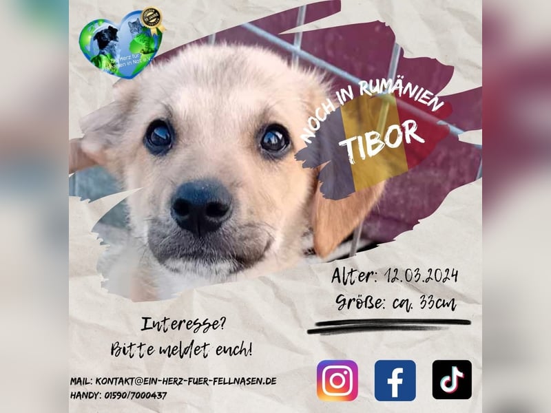 Unser schöner TIBOR