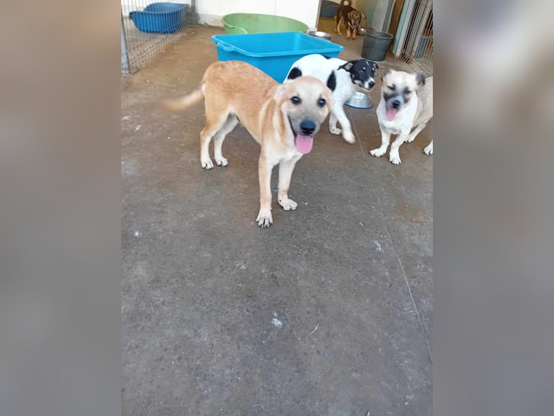 Unser schöner TIBOR