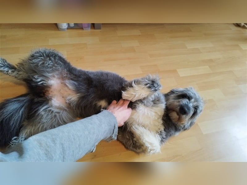 Unsere Tilda sucht ihr zu Hause