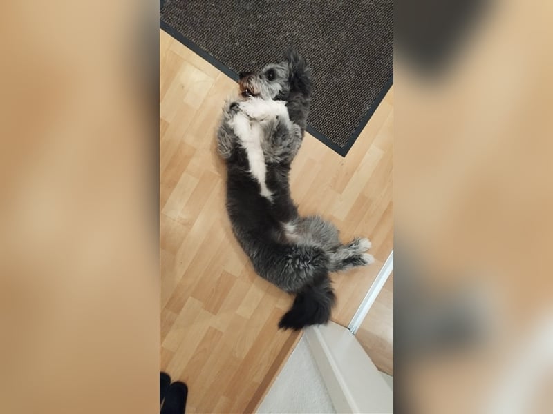 Unsere Tilda sucht ihr zu Hause