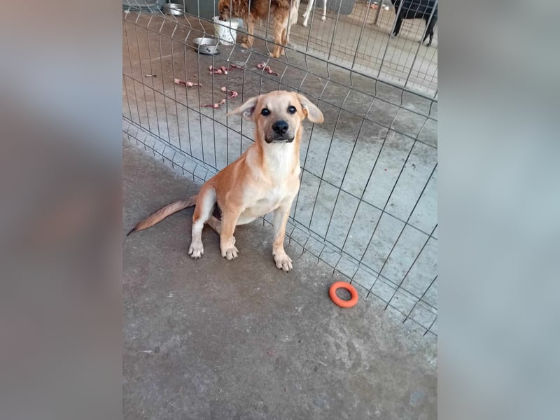 Unser schöner TIBOR