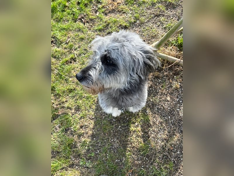 Unsere Tilda sucht ihr zu Hause