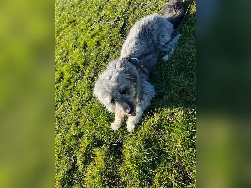 Unsere Tilda sucht ihr zu Hause