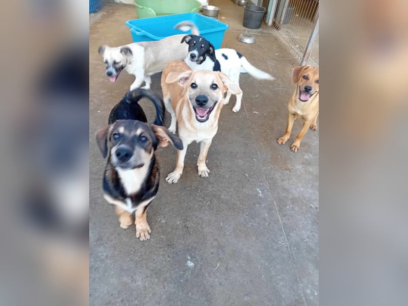 Unser schöner TIBOR