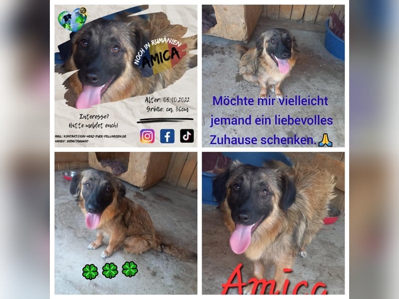 Unsere hübsche Amica