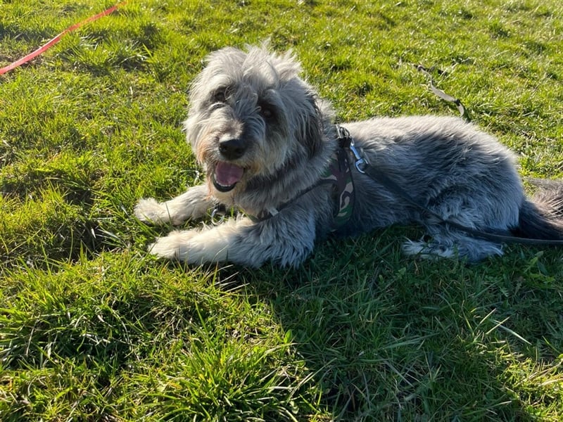 Unsere Tilda sucht ihr zu Hause