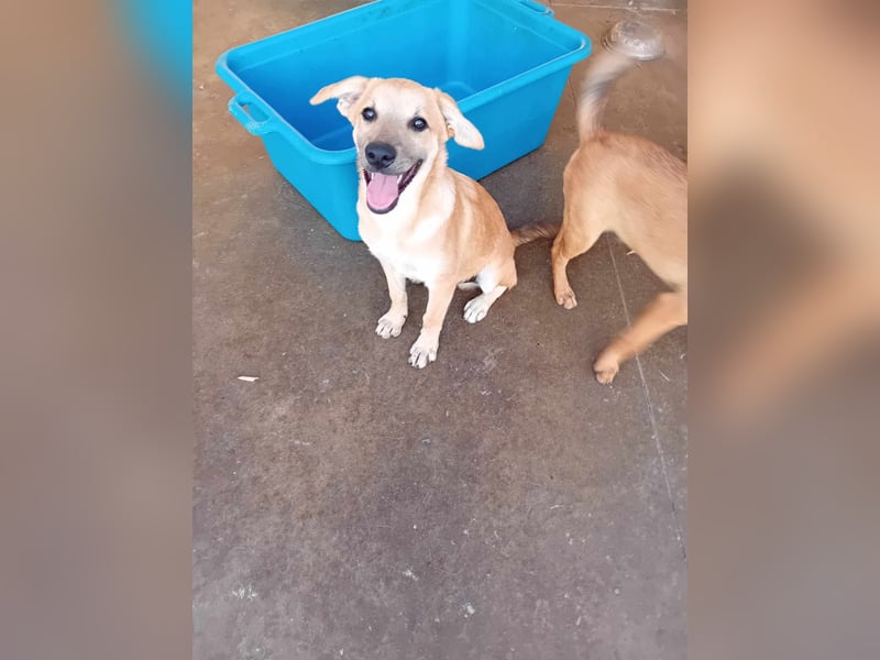 Unser schöner TIBOR