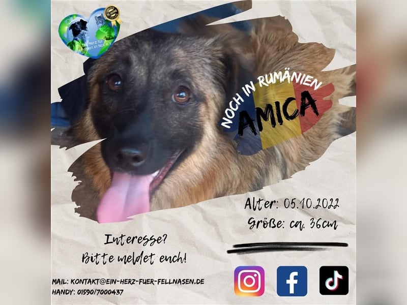 Unsere hübsche Amica